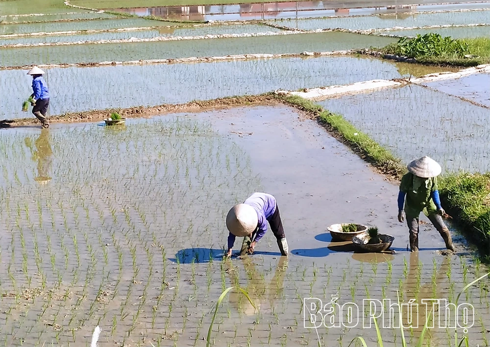 Tập trung sản xuất vụ Mùa đúng khung thời vụ
