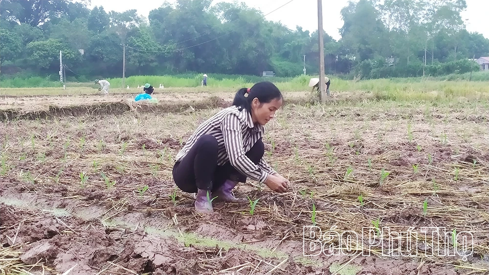 Tập trung sản xuất vụ Mùa đúng khung thời vụ