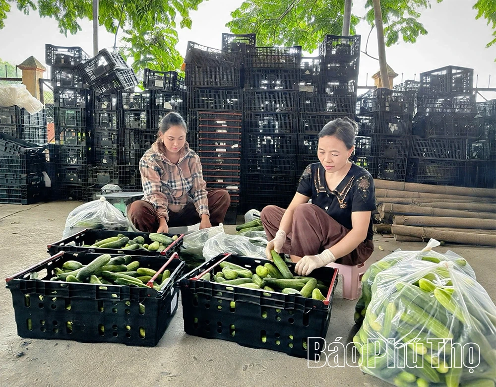 Dưa chuột An Hòa vững bước vươn xa