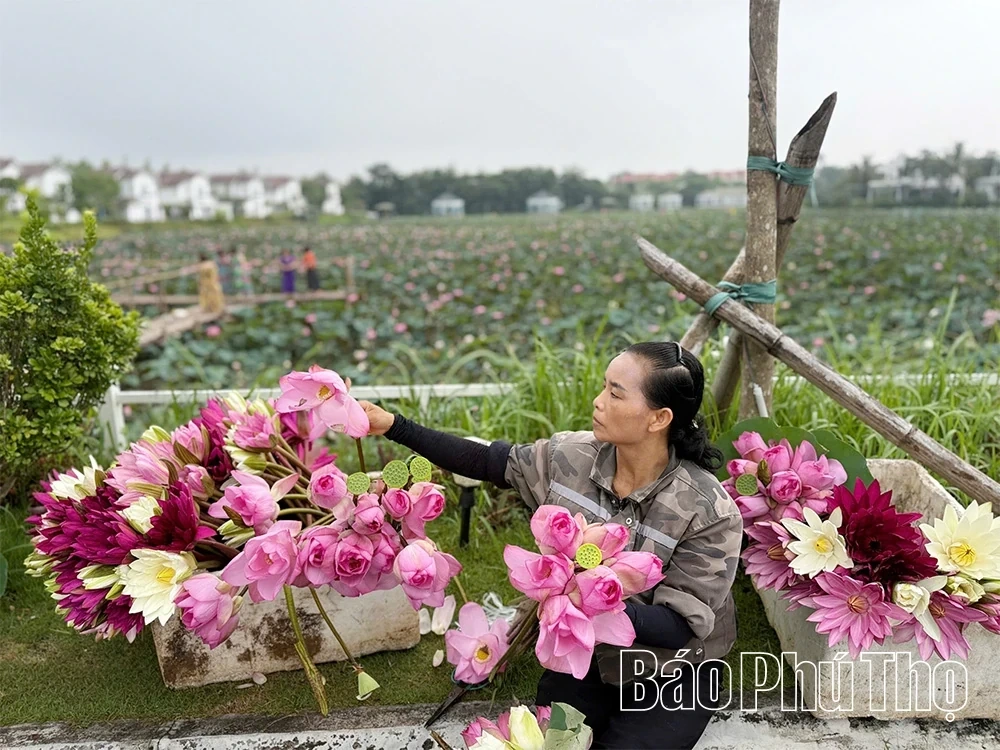 Summer Lotus Bloom – A Green Highlight in the Heart of Vuon Vua