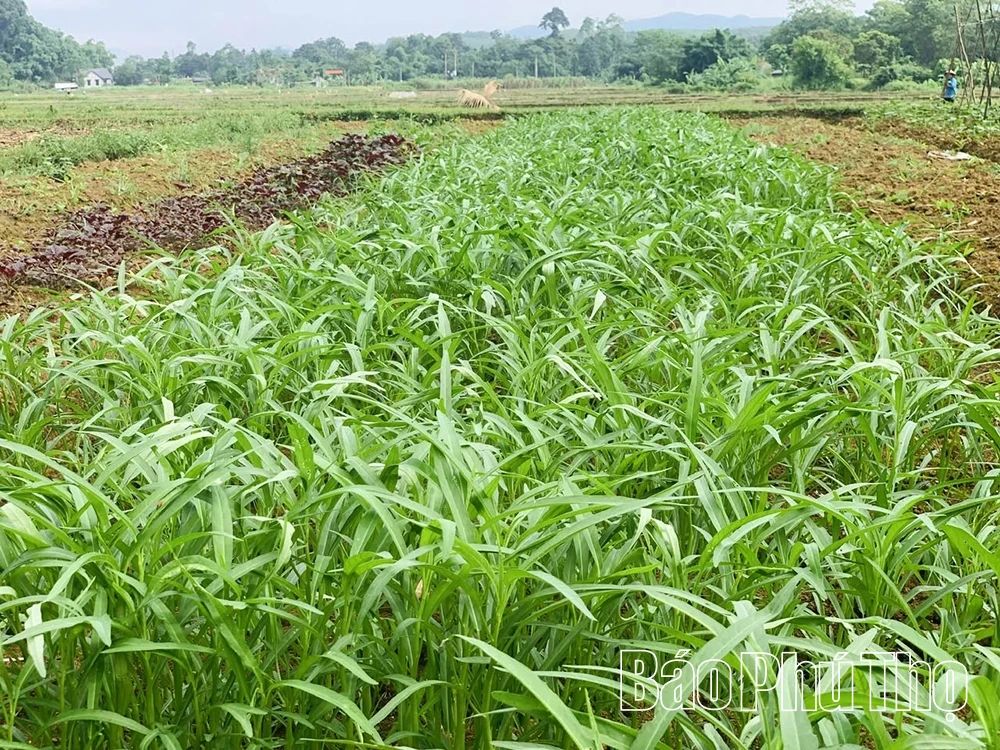 Khải Cai - Nơi phụ nữ vùng cao chung tay thắp sáng bản làng