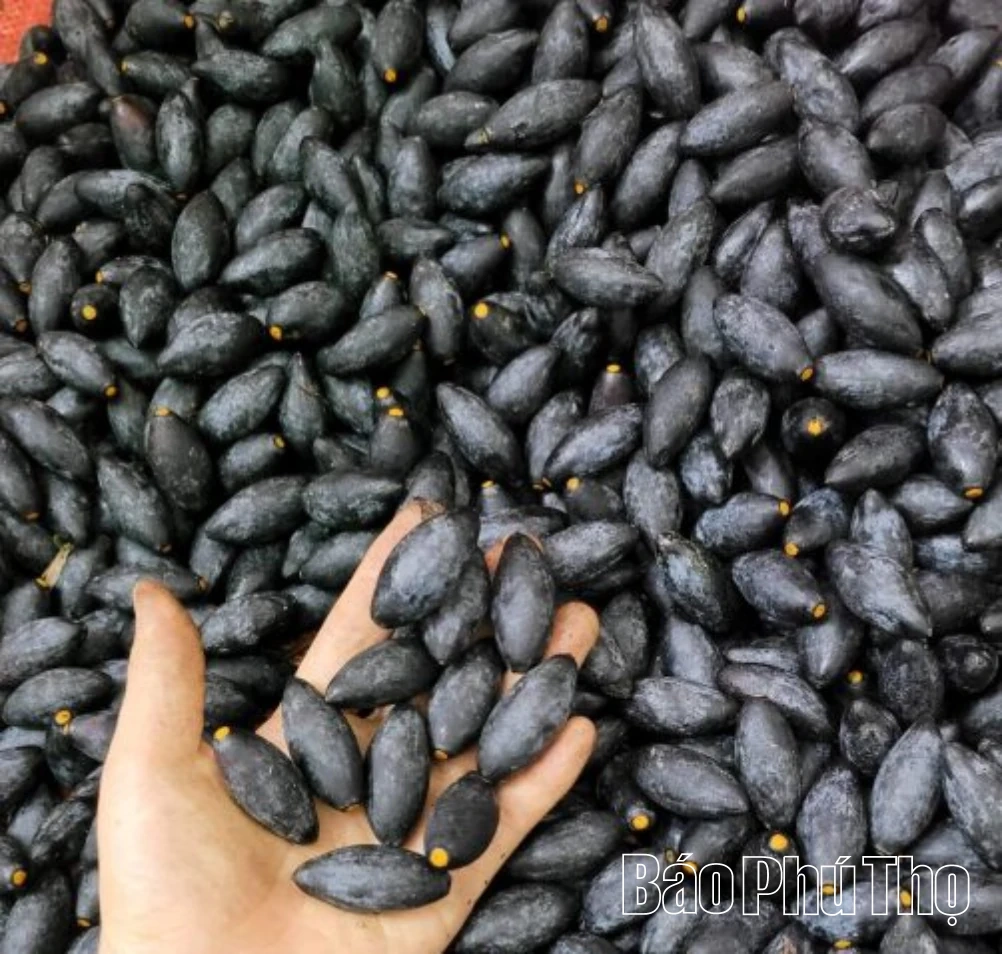 Tiềm năng kinh tế của cây trám đen