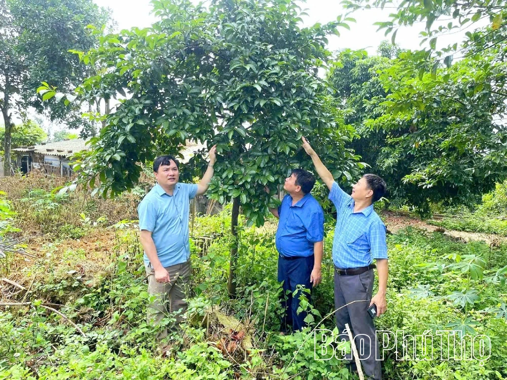Tiềm năng kinh tế của cây trám đen