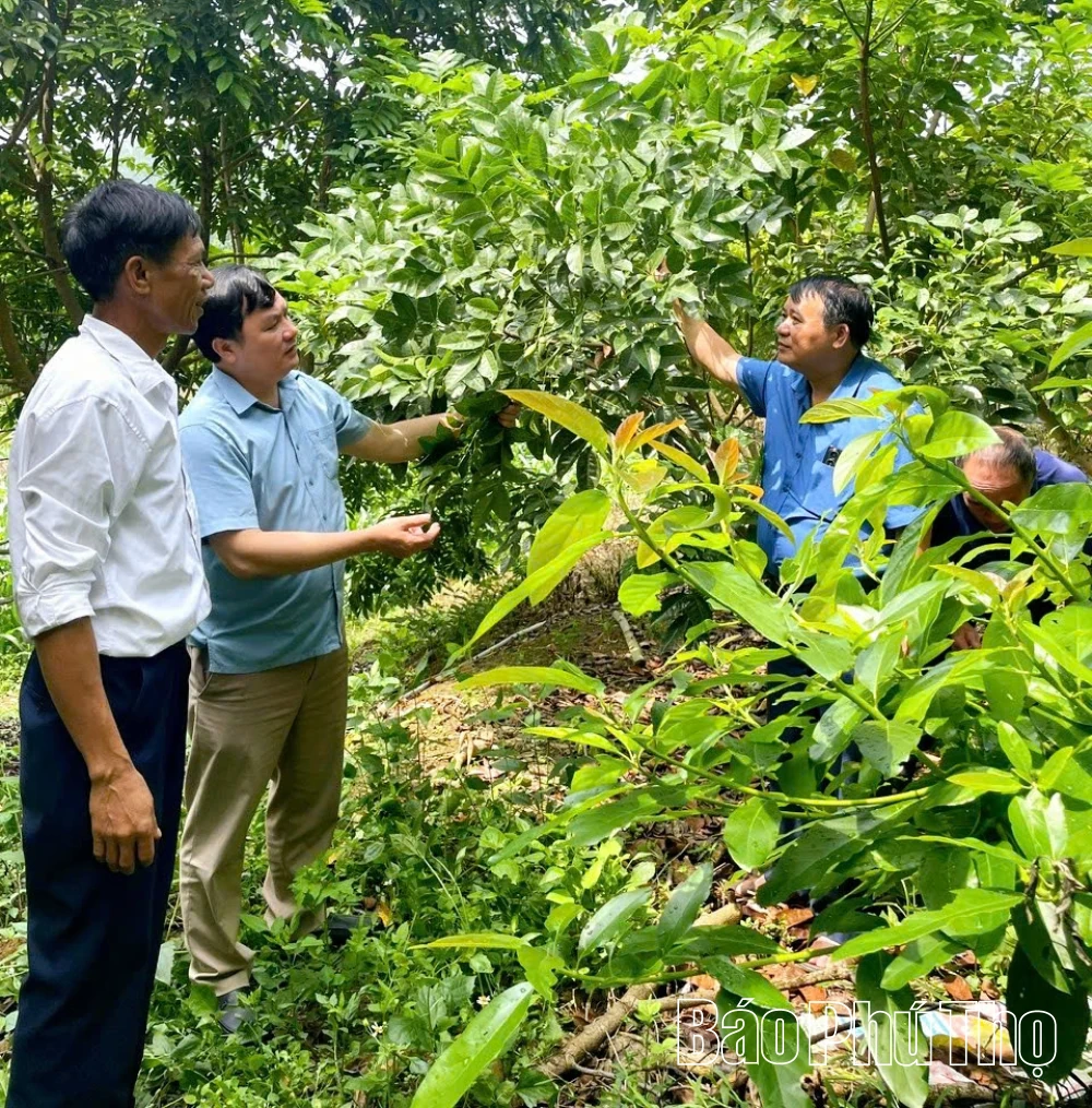 Tiềm năng kinh tế của cây trám đen