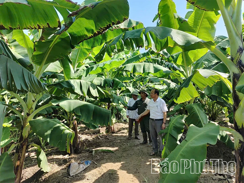 Chuẩn hóa sản xuất - Chìa khóa nâng tầm chuối Phú Thọ