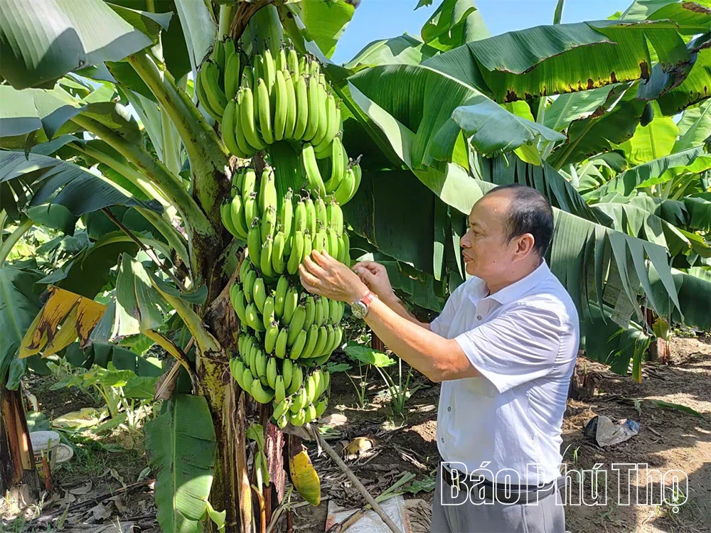 Chuẩn hóa sản xuất - Chìa khóa nâng tầm chuối Phú Thọ