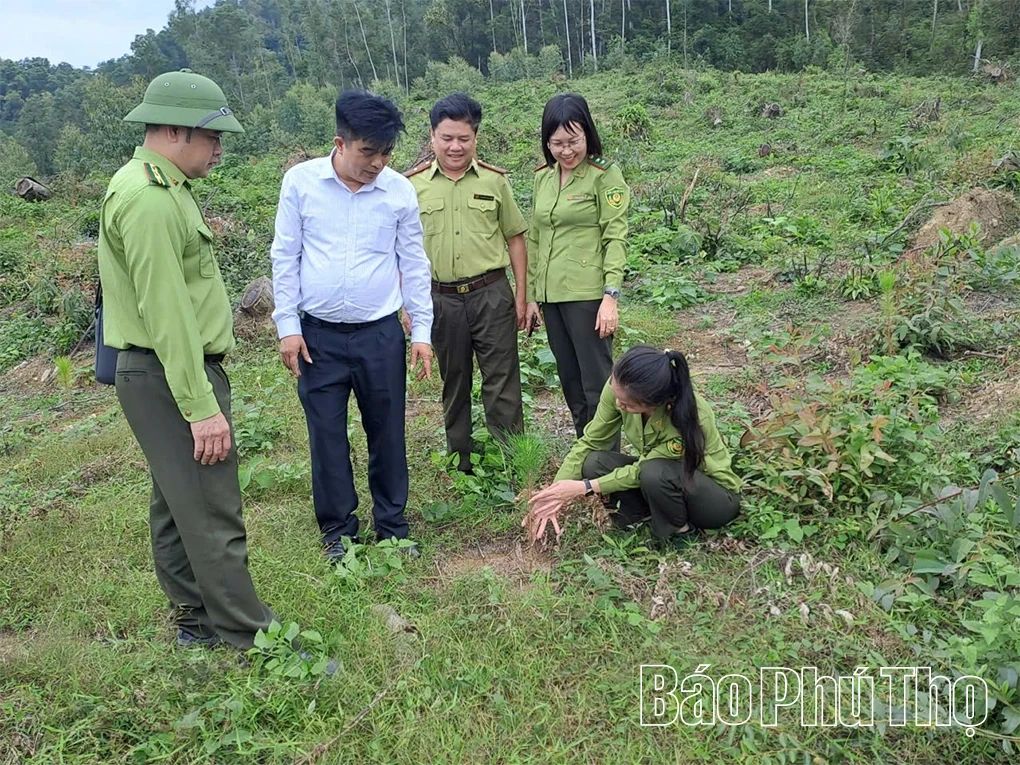 Hạt Kiểm lâm Tam Đảo - Tam Dương giữ màu xanh rừng