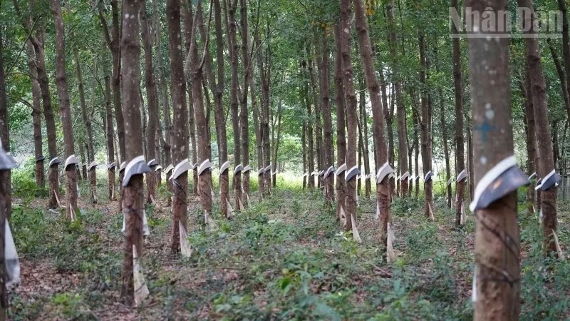 Chủ tịch Thượng viện Campuchia kêu gọi thúc đẩy thương mại biên giới với Việt Nam