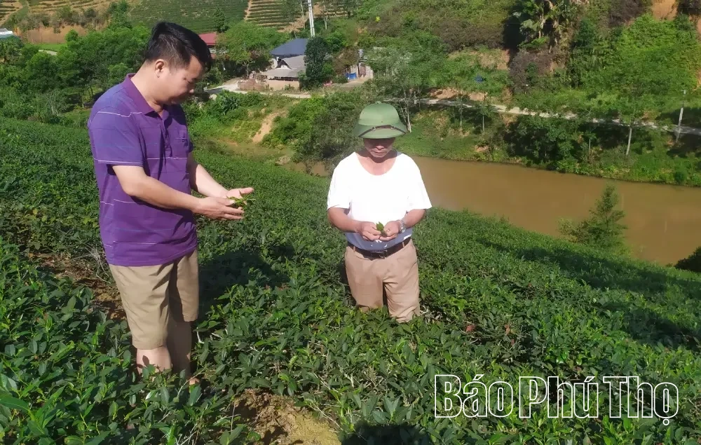 Phát triển kinh tế tập thể ở Minh Đài