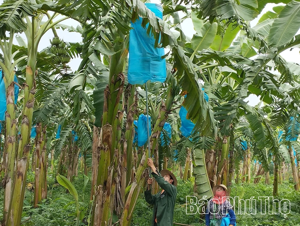 Kinh tế trang trại – Hướng phát triển bền vững
