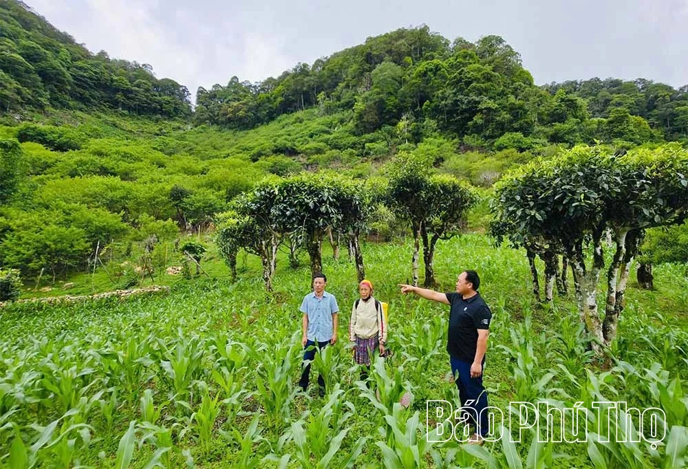 Ước mơ ở lưng chừng núi