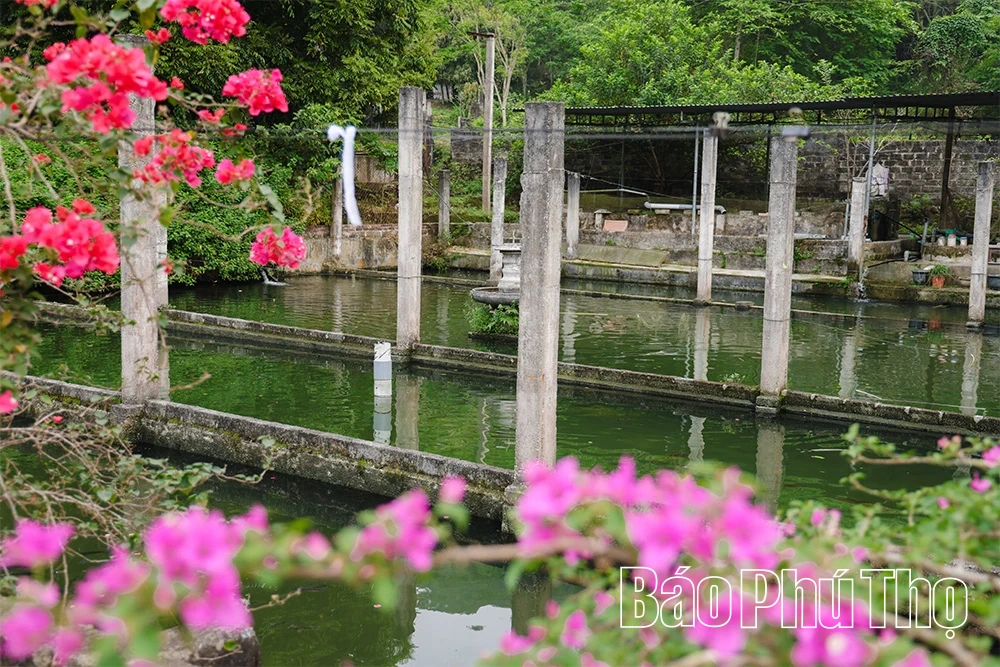 Khởi sắc kinh tế từ mô hình nuôi cá tầm