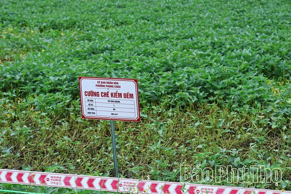 Cưỡng chế kiểm đếm bắt buộc để giải phóng mặt bằng dự án thu gom, xử lý nước thải