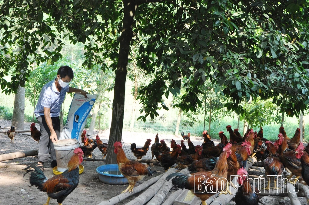 Chủ động phòng, chống dịch bệnh trong chăn nuôi