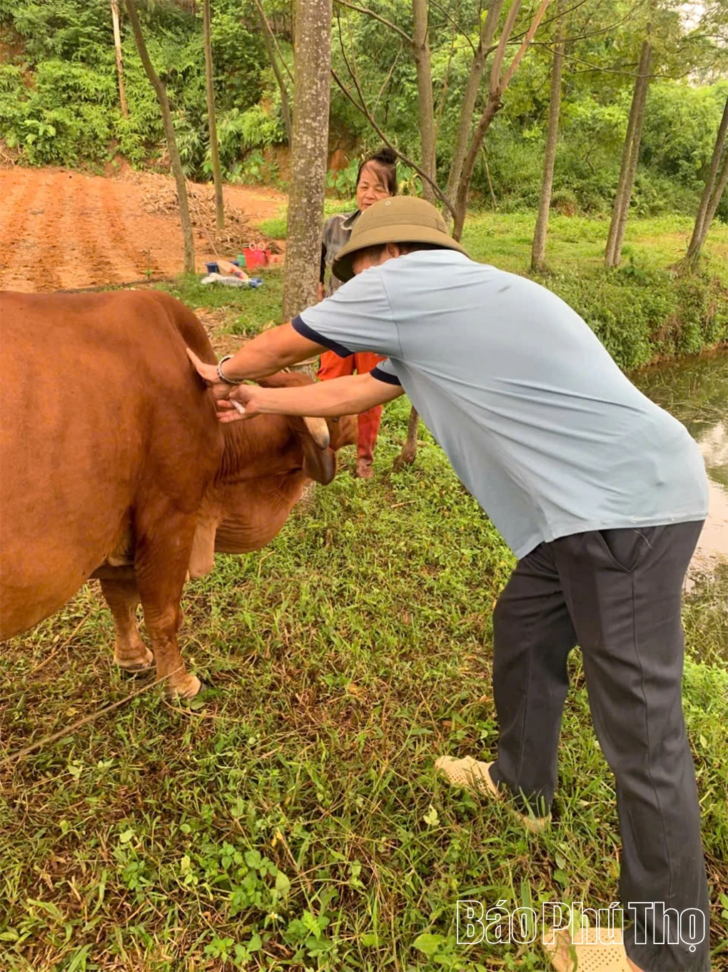 Chủ động phòng, chống dịch bệnh trong chăn nuôi