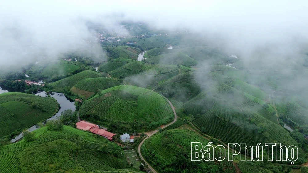 Elevating the “Tea of the Ancestral Land” Brand