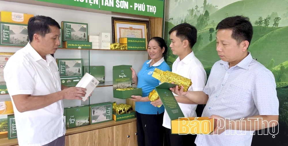 Elevating the “Tea of the Ancestral Land” Brand