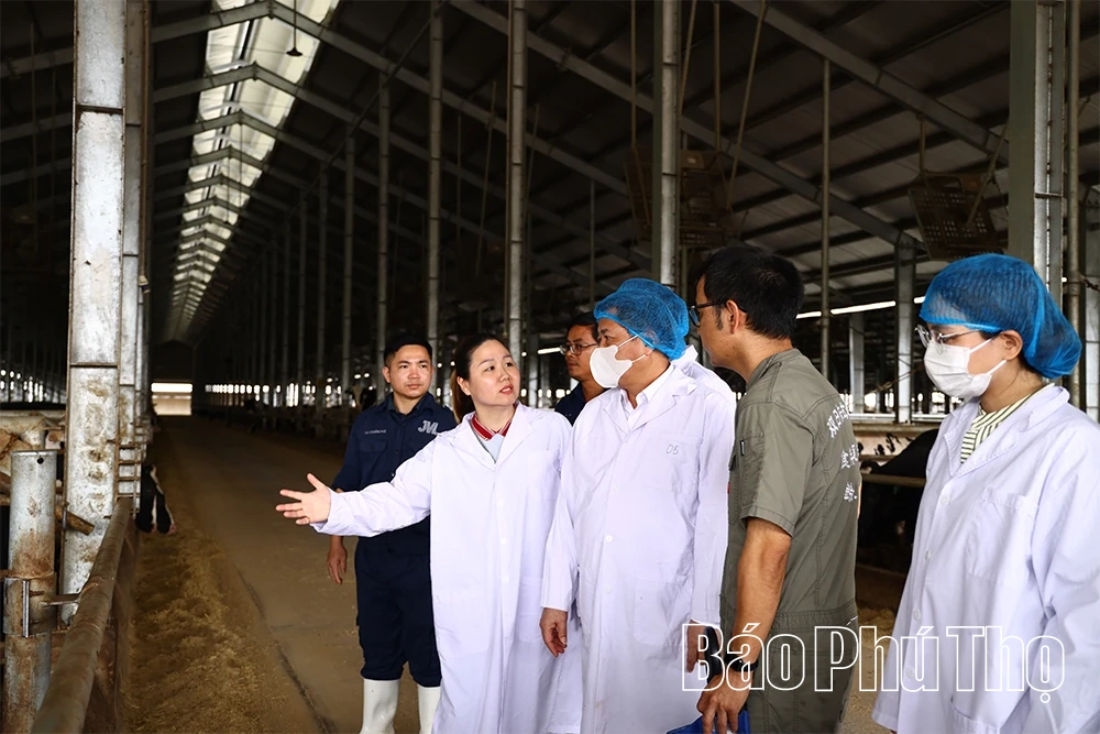 Tháo gỡ khó khăn Dự án Tổ hợp trang trại và nhà máy chế biến thịt bò Tam Đảo