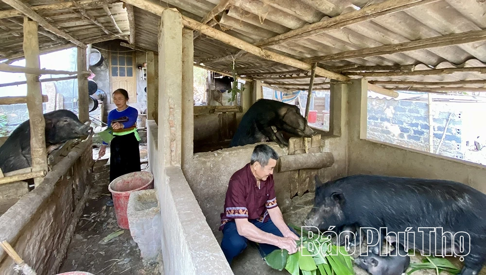 Phú Thọ đẩy mạnh phát triển các loại vật nuôi đặc hữu