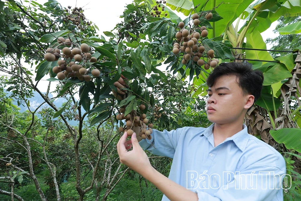 Nhãn Sơn Thủy vào mùa trái ngọt