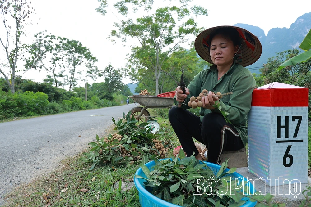 Nhãn Sơn Thủy vào mùa trái ngọt
