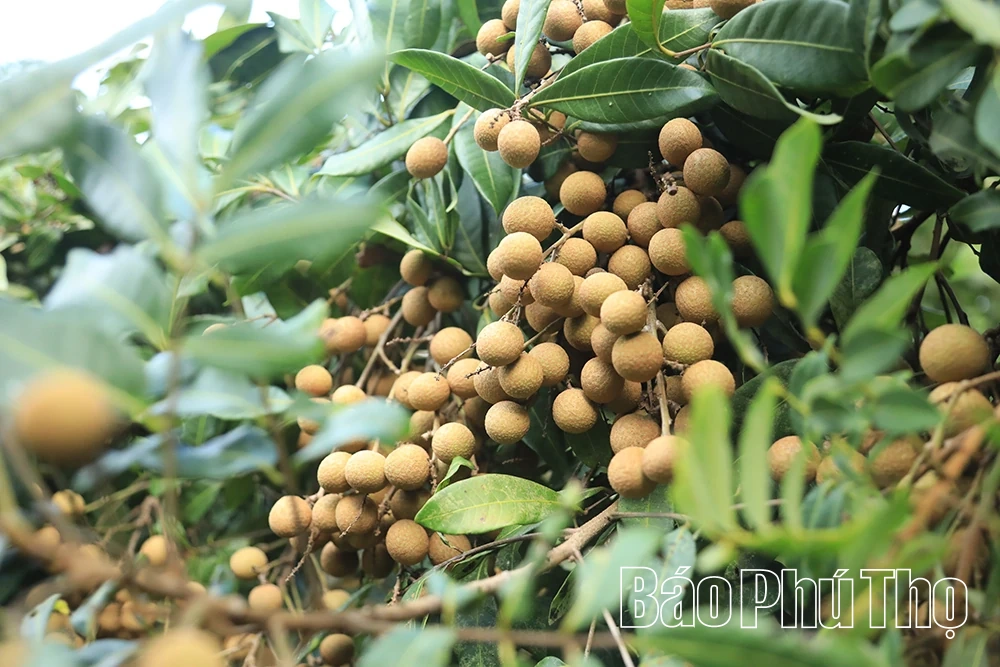 Nhãn Sơn Thủy vào mùa trái ngọt