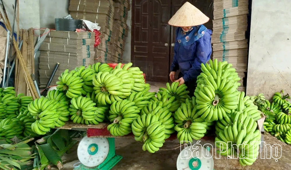 Nhân rộng mô hình kinh tế hiệu quả để xây dựng nông thôn mới