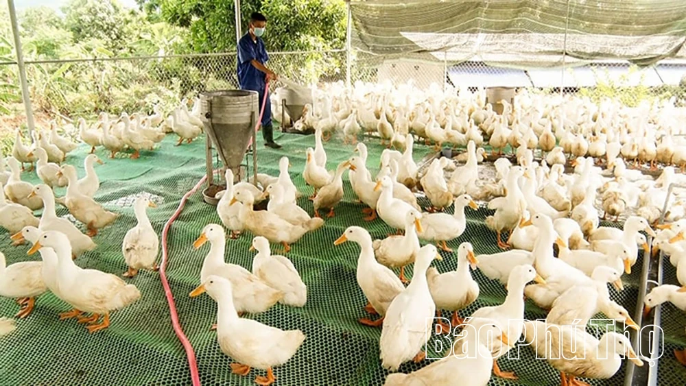 Nhân rộng mô hình kinh tế hiệu quả để xây dựng nông thôn mới