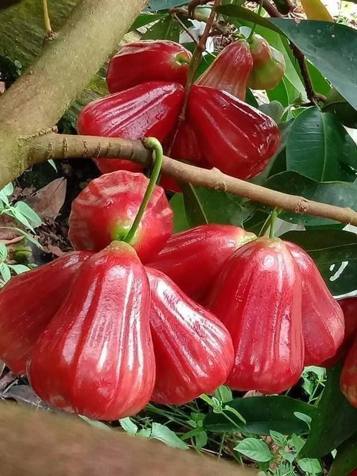 Giá cả thị trường ngày 31/7/2026