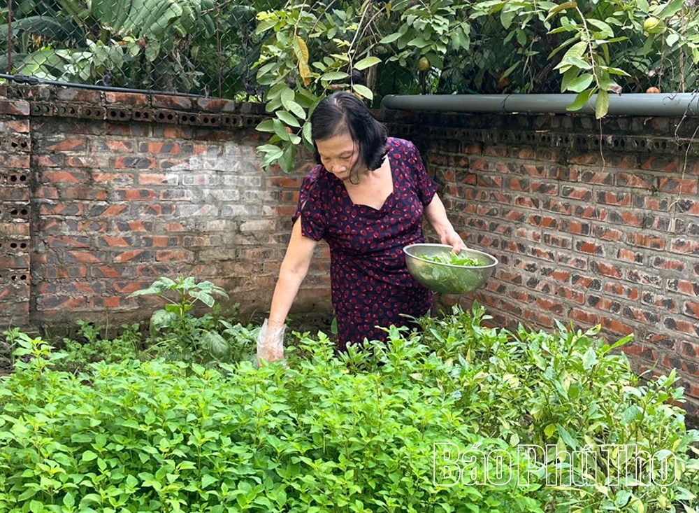 Bùi thơm xáo chuối Quỳnh Lâm