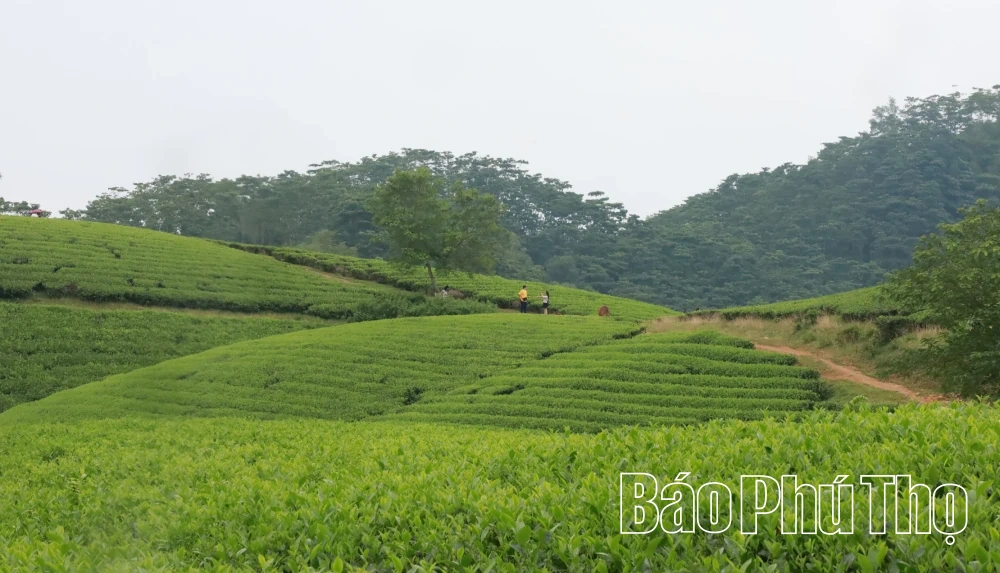 Hiệu quả giảm nghèo ở xã Trạm Thản