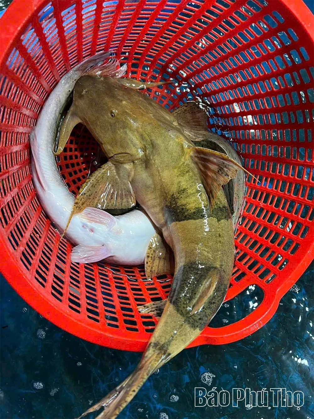Tròn vị đặc sản cá chiên Đất Tổ