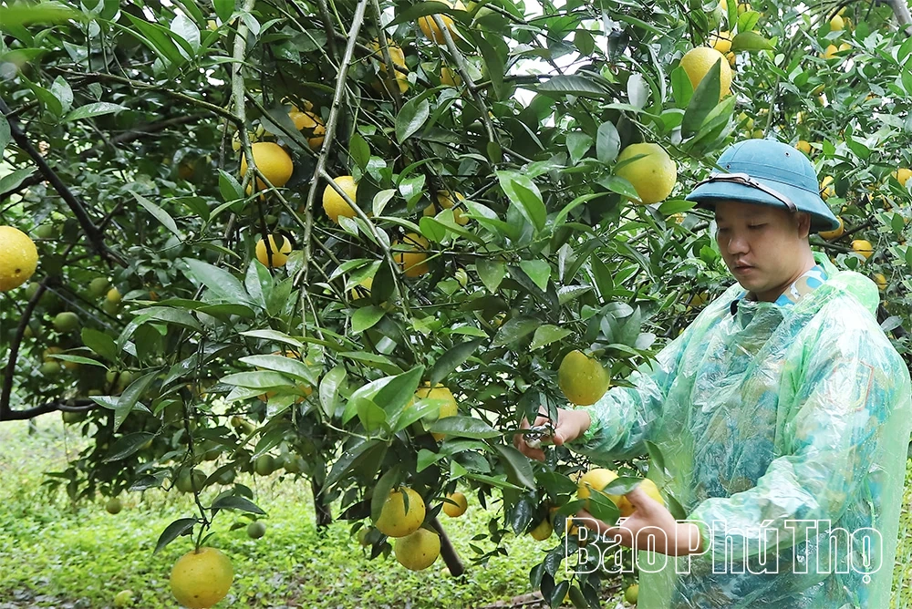 Động lực để nông dân thi đua phát triển kinh tế