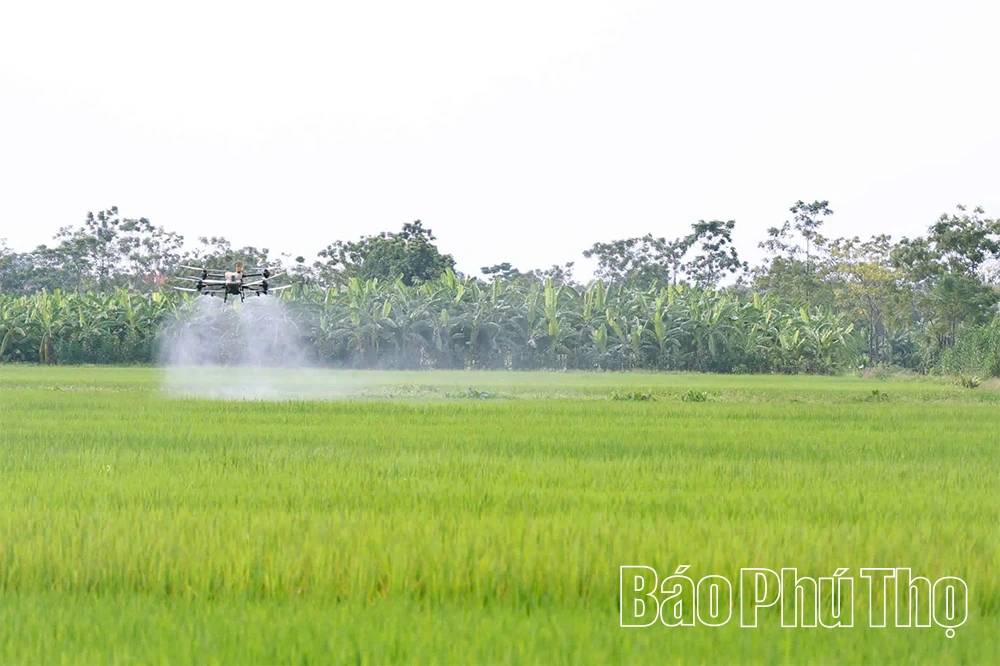 Hiền Quan lần đầu ứng dụng máy bay không người lái phun thuốc bảo vệ thực vật