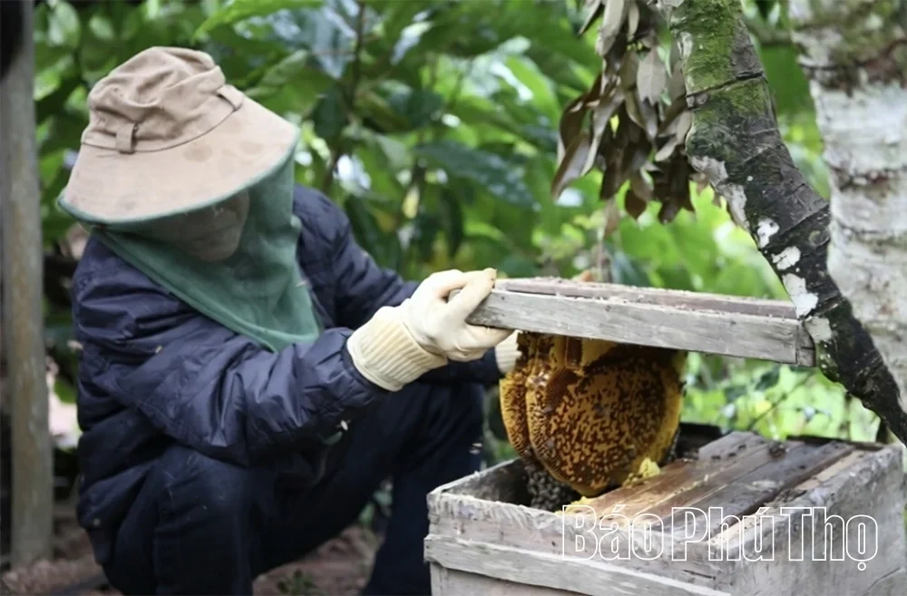 The Sweet Taste of Thanh Thuy Forest Honey
