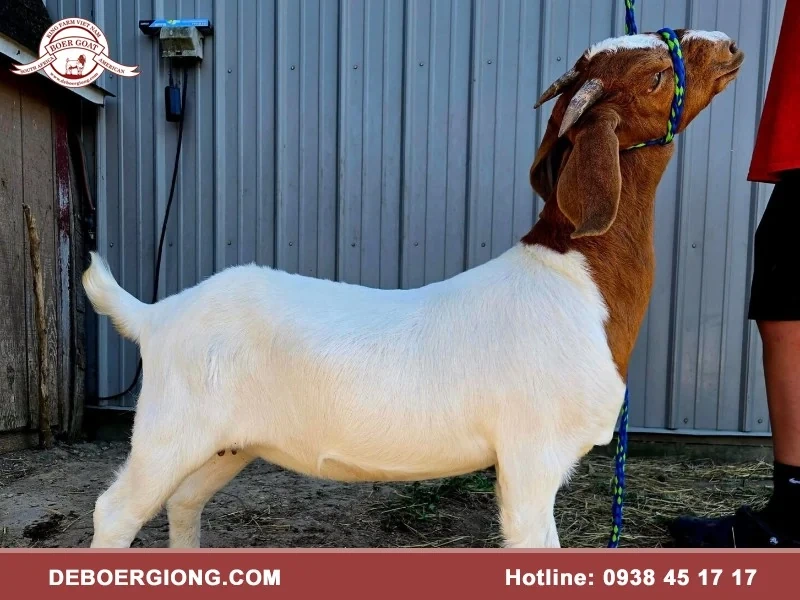 Dê Boer King Farm cung cấp dê giống Mỹ, Nam Phi, Úc