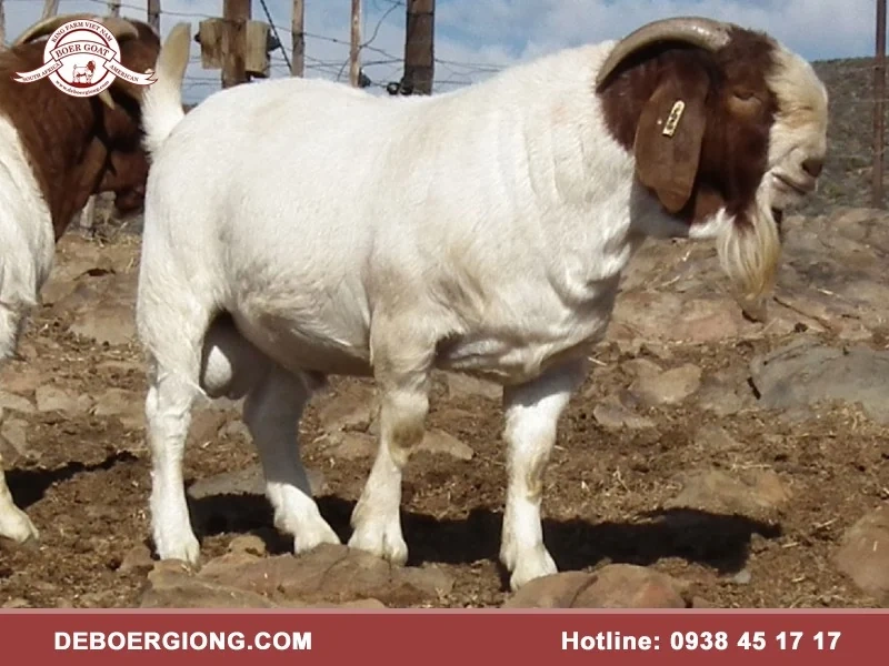 Dê Boer King Farm cung cấp dê giống Mỹ, Nam Phi, Úc