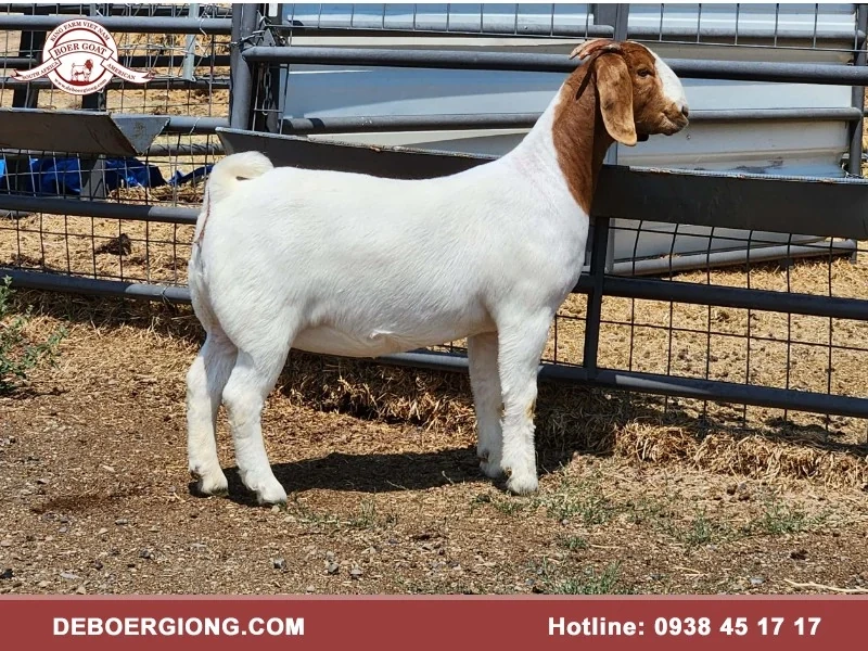 Dê Boer King Farm cung cấp dê giống Mỹ, Nam Phi, Úc