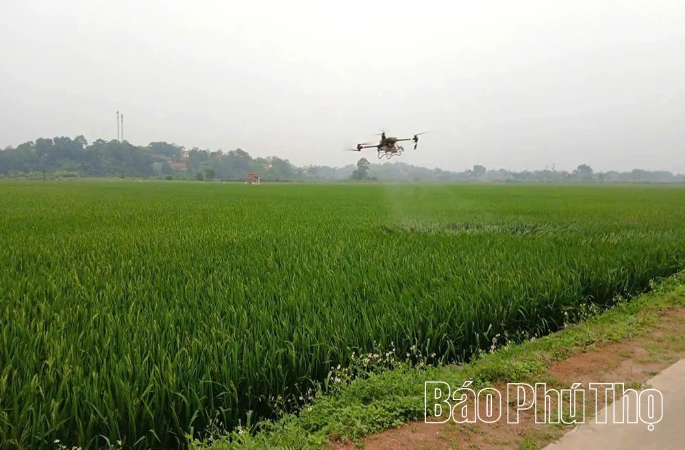Hiền Quan đẩy mạnh ứng dụng công nghệ vào sản xuất nông nghiệp