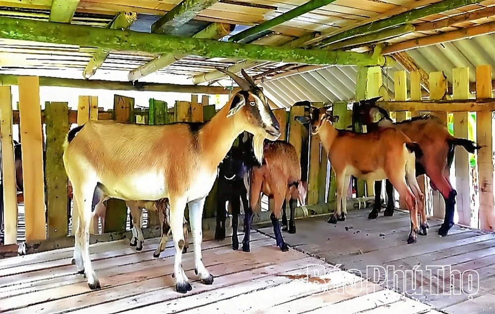 Tân Sơn&nbsp;trao 56 con dê giống cho hộ nghèo, cận nghèo