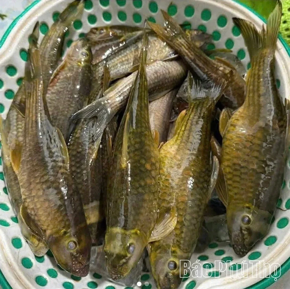 Split-Mouth Fish — A Unique Delicacy in Highland Cuisine