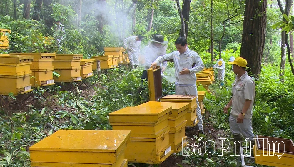 &nbsp;Nâng tầm mật ong Việt