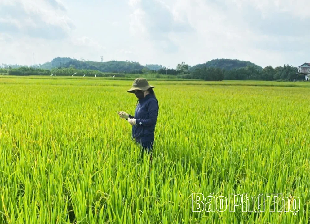 Giữ hương nếp Khoái Đen