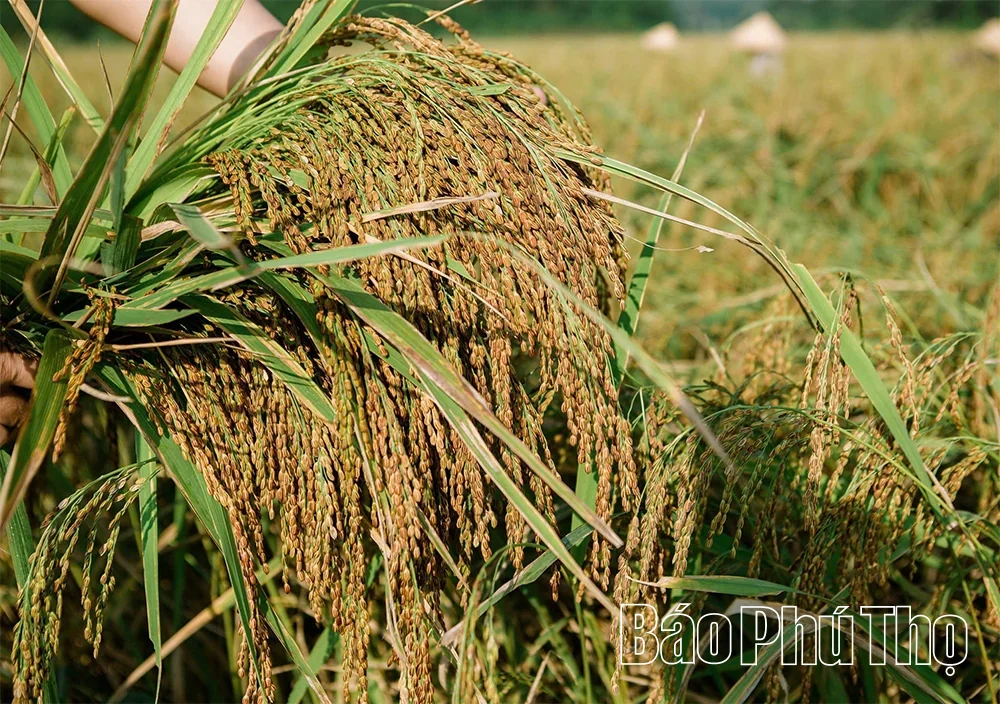 Giữ hương nếp Khoái Đen