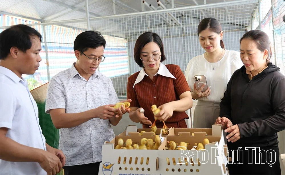 Hỗ trợ 5.000 con vịt giống để&nbsp;chăn nuôi theo hướng tuần hoàn tại xã Hiền Quan