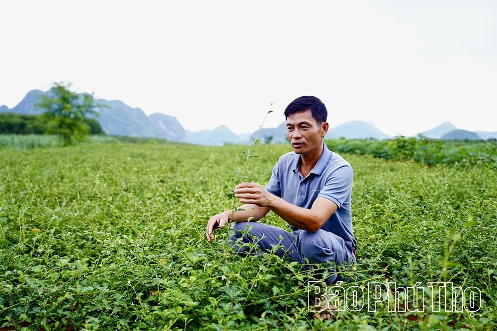 Phú Thọ định hướng phát triển 8.000 ha cây dược liệu