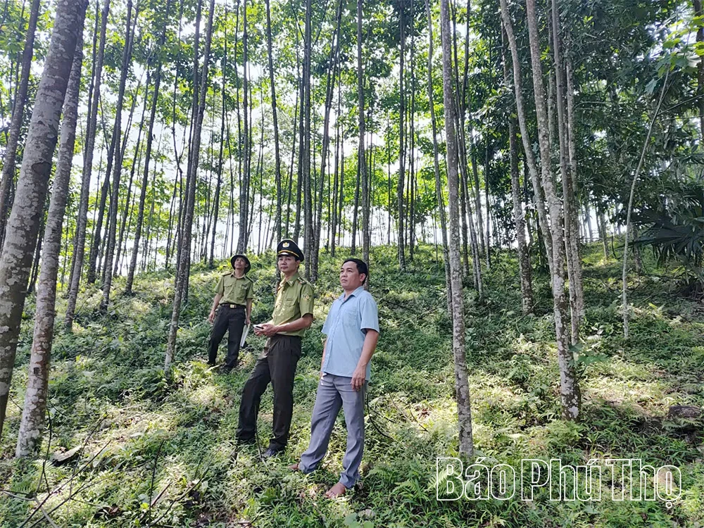 Phát triển rừng, hướng tới tăng trưởng xanh