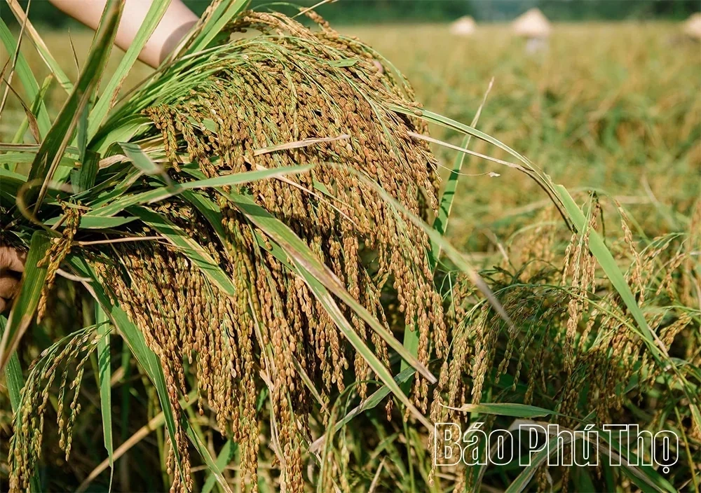 Preserving the Fragrance of Khoai Den Sticky Rice