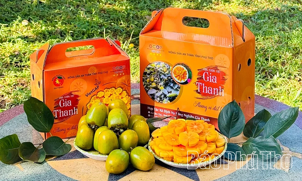Hồng Gia Thanh –&nbsp;hương vị mùa Thu Đất Tổ