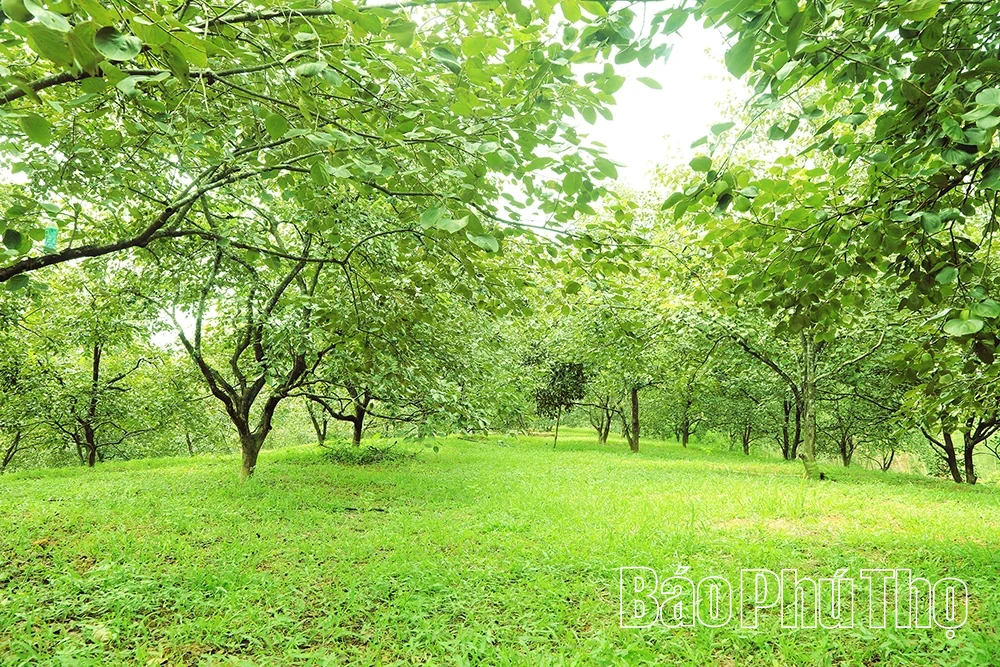 Hồng Gia Thanh –&nbsp;hương vị mùa Thu Đất Tổ